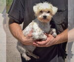 Small #2 Havanese