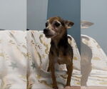 Small #2 Chihuahua Mix