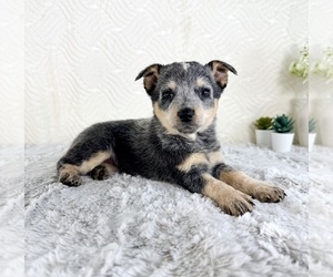 Australian Cattle Dog Puppy for sale in GREENFIELD, IN, USA