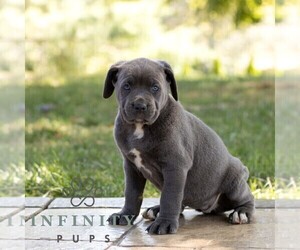 Cane Corso Puppy for sale in HONEY BROOK, PA, USA