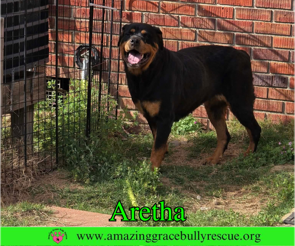 Medium Photo #2 Rottweiler Puppy For Sale in Milton, FL, USA