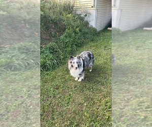 Father of the Shetland Sheepdog puppies born on 06/27/2025