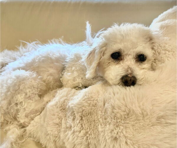 Medium Photo #2 Bichon Frise Puppy For Sale in springfield, VA, USA