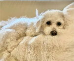 Small #1 Bichon Frise