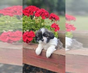 Shih Tzu Puppy for sale in EASLEY, SC, USA