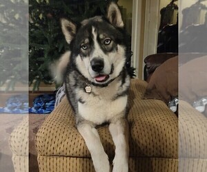 Father of the Siberian Husky puppies born on 12/19/2021