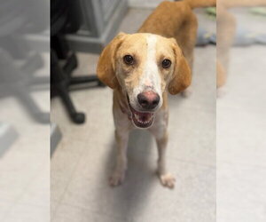 Landon - Male Mutt Dog for Adoption - Photo #2
