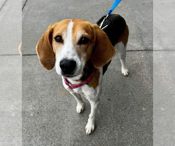 Medium Photo #1 Mutt Puppy For Sale in Fairfax, VA, USA