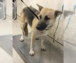 GIGI - Female German Shepherd Dog-Unknown Mix Dog for Adoption - Small photo