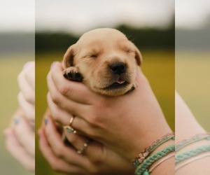 Golden Retriever Puppy for sale in AIKEN, SC, USA