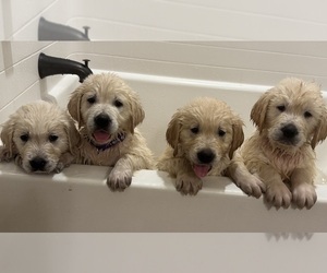 English Cream Golden Retriever Puppy for sale in HOLLY SPRINGS, NC, USA