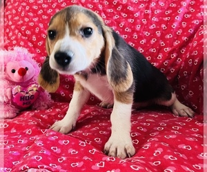 Beagle Puppy for sale in AMSTERDAM, MO, USA