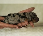 Small #5 Dachshund