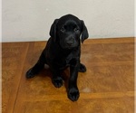 Puppy Pink collar Labrador Retriever