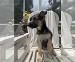 Puppy Kona German Shepherd Dog