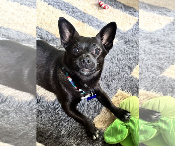 Medium Photo #2 Chihuahua-Unknown Mix Puppy For Sale in Bellevue, WA, USA