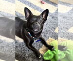 Small #1 Chihuahua Mix