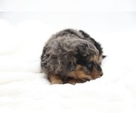 Small #22 Cockapoo