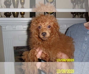 Poodle (Toy) Puppy for sale in DULUTH, GA, USA