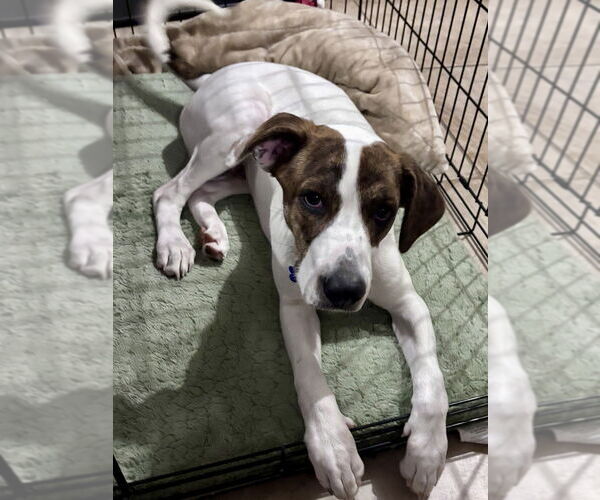 Medium Photo #9 Mutt Puppy For Sale in Oak Bluffs, MA, USA