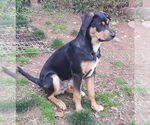 Small #6 Australian Shepherd-German Shepherd Dog Mix