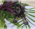 Small Photo #14 Schnauzer (Miniature) Puppy For Sale in FORT PIERCE, FL, USA