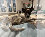 Small #1 Dachshund Mix