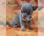 Small #5 Chihuahua