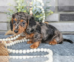 Small Photo #12 Dachshund Puppy For Sale in TOPEKA, IN, USA