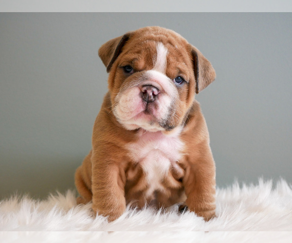 Medium Photo #2 English Bulldog Puppy For Sale in PAW PAW, MI, USA