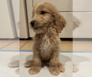 Goldendoodle Puppy for sale in LONG BEACH, CA, USA