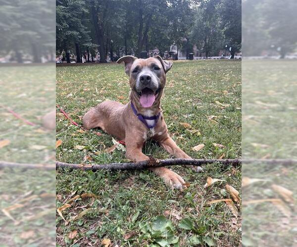 Medium Photo #1 American Pit Bull Terrier-Unknown Mix Puppy For Sale in Boston, MA, USA