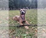 Small American Pit Bull Terrier Mix