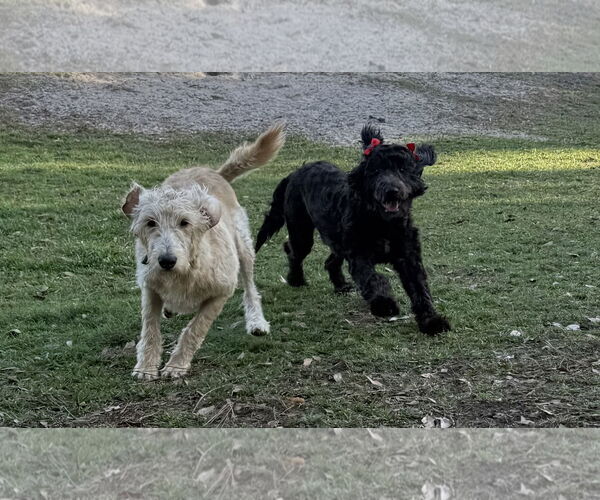 Medium Photo #5 Poodle (Standard)-Unknown Mix Puppy For Sale in Valrico, FL, USA