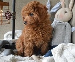 Small Photo #4 Poodle (Toy) Puppy For Sale in HONEY BROOK, PA, USA