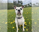 Small #6 American Pit Bull Terrier-Staffordshire Bull Terrier Mix