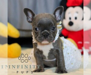French Bulldog Puppy for sale in YORK, PA, USA