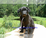 Small #4 German Shepherd Dog