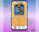 Small #6 Chihuahua Mix