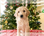 Puppy James Goldendoodle