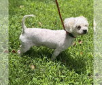 Small #2 Poodle (Miniature)