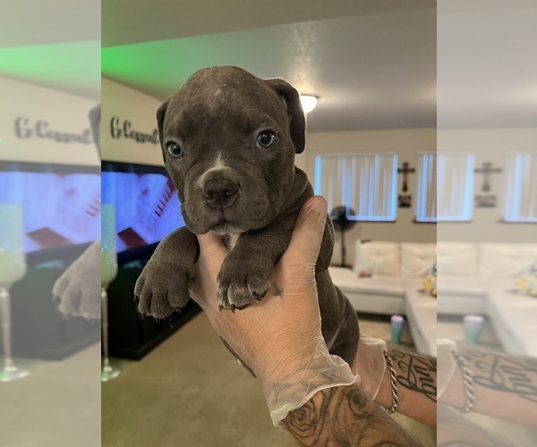 Medium Photo #1 American Bully Puppy For Sale in SELAH, WA, USA