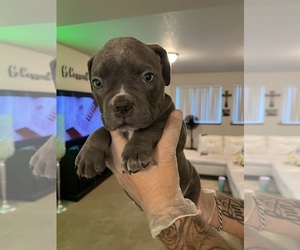 American Bully Puppy for Sale in SELAH, Washington USA