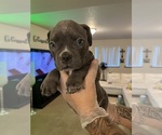 Small American Bully