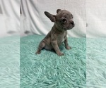 Small Photo #12 French Bulldog Puppy For Sale in CHESAPEAKE, VA, USA