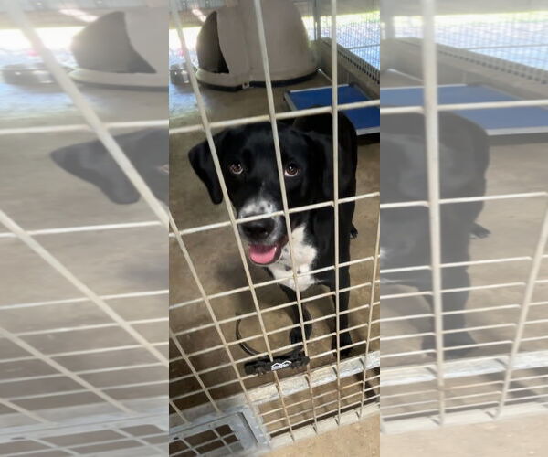 Medium Photo #4 Labrenees Puppy For Sale in Harrison, AR, USA