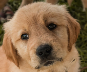 Golden Retriever Puppy for sale in AURORA, IN, USA