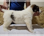 Small Central Asian Shepherd Dog