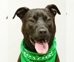 Labrador Retriever-Unknown Mix Dogs for adoption in Sanford, FL, USA