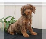 Small Photo #2 Cavapoo Puppy For Sale in LEOLA, PA, USA